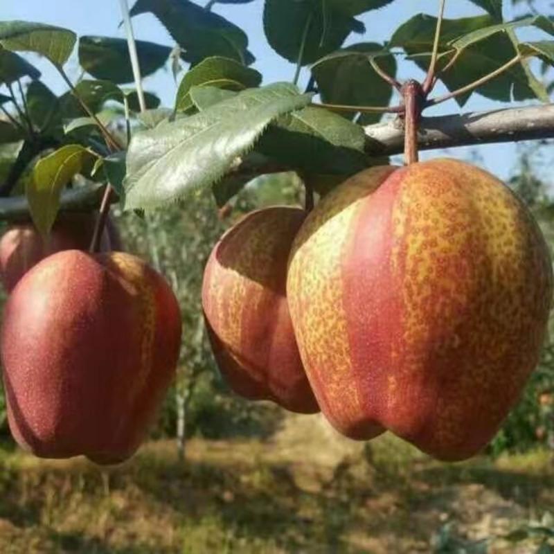 早酥红梨苗，品种纯，可提供技术指导。又名彩红梨