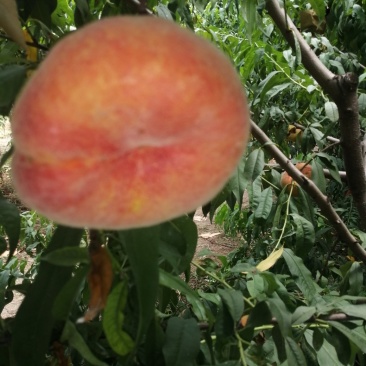黄金巨蟠桃苗，：自己家苗圃基地培育的果苗