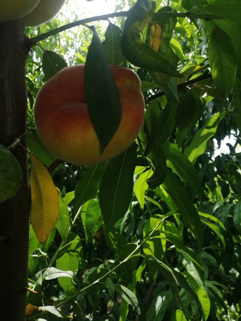 黄金巨蟠桃苗，：自己家苗圃基地培育的果苗