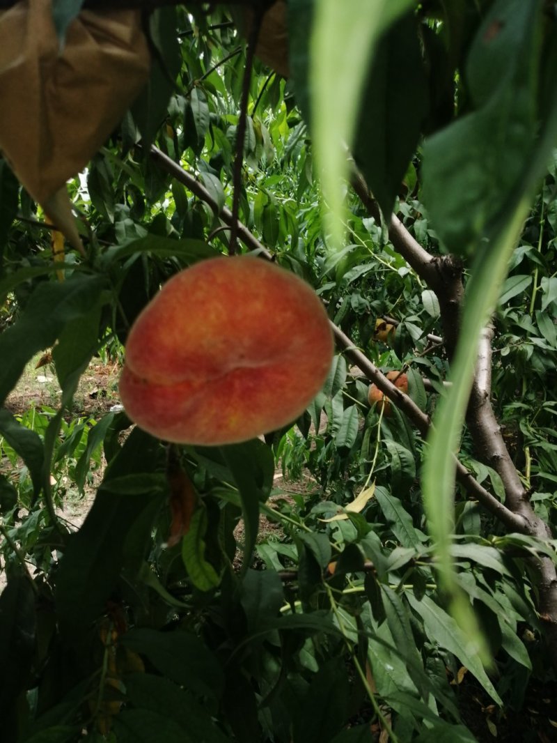 黄金巨蟠桃苗，：自己家苗圃基地培育的果苗
