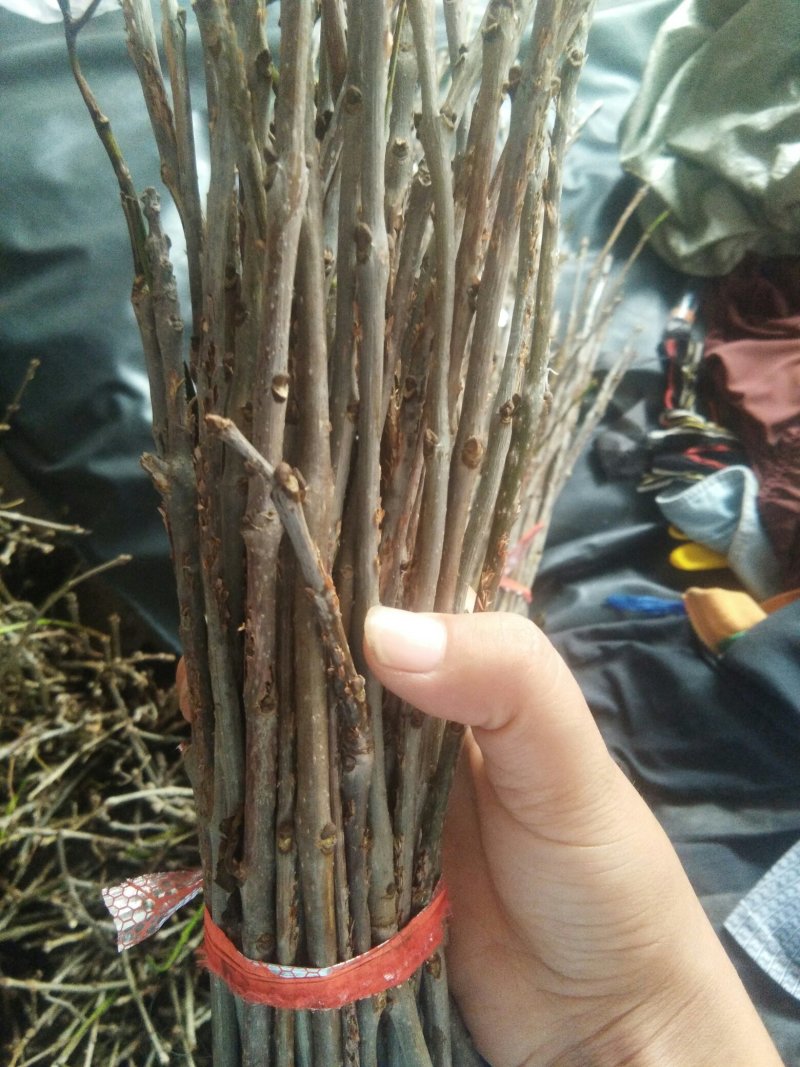 金蝉孵化卵枝，白蜡种苗，量大从优，可提供孵化技术