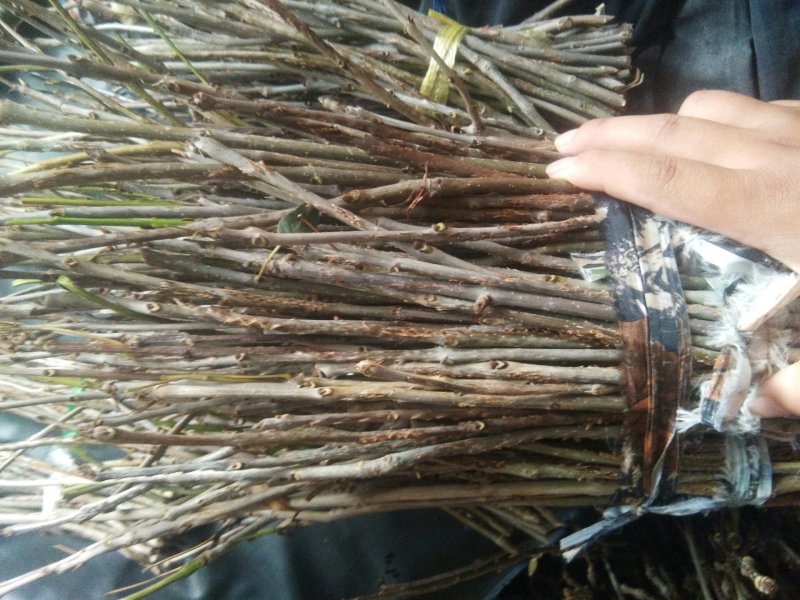 金蝉孵化卵枝，白蜡种苗，量大从优，可提供孵化技术