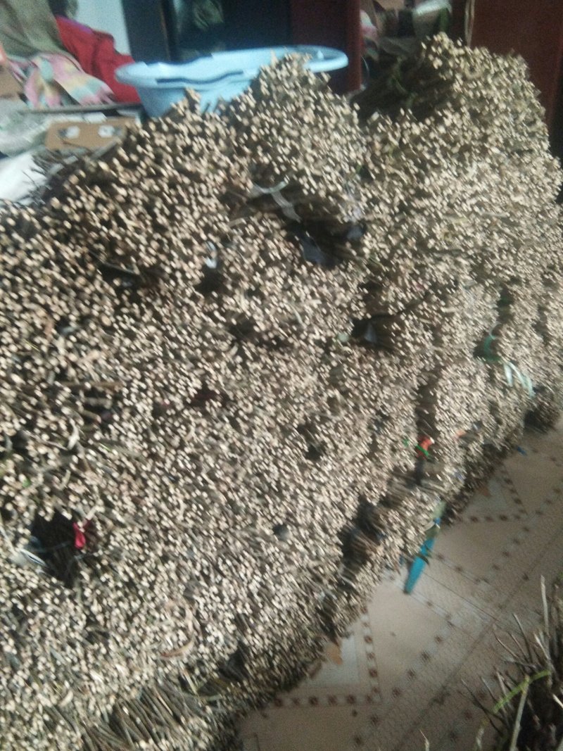 金蝉孵化卵枝，白蜡种苗，量大从优，可提供孵化技术