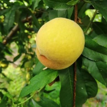 美金828品种桃苗：自己家苗圃基地培育的果苗