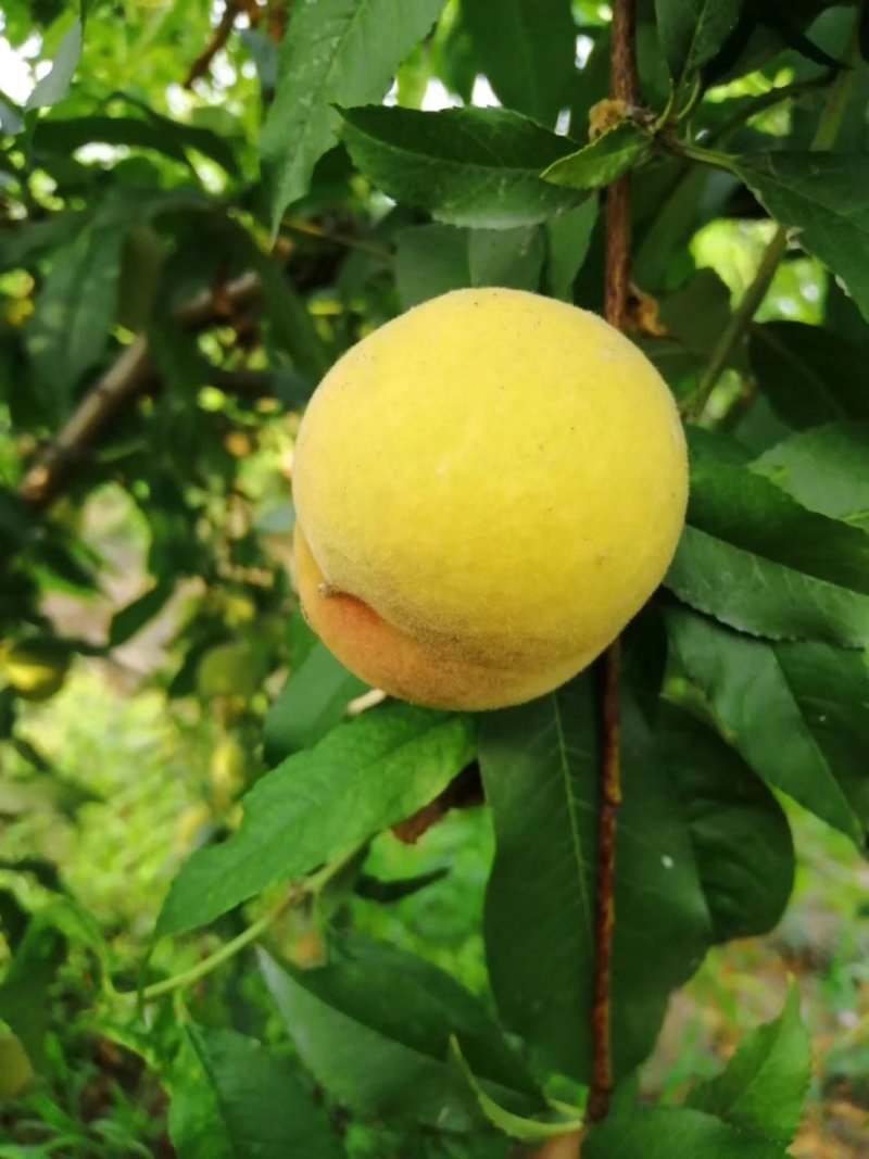 美金828品种桃苗：自己家苗圃基地培育的果苗