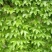 爬山虎籽种长青爬藤植物四季常青三叶五叶爬山虎种子