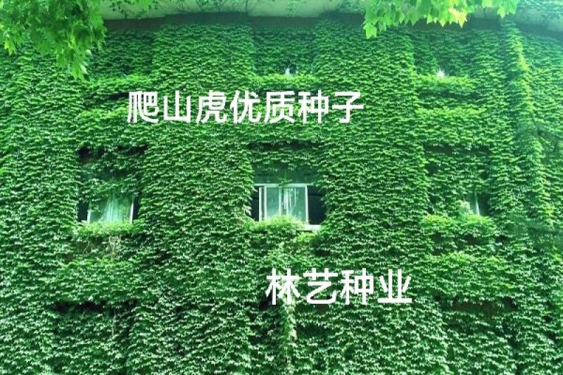 爬山虎籽种长青爬藤植物四季常青三叶五叶爬山虎种子