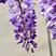 紫藤种子多年生爬藤植物垂吊紫藤公园庭院走廊攀爬种子