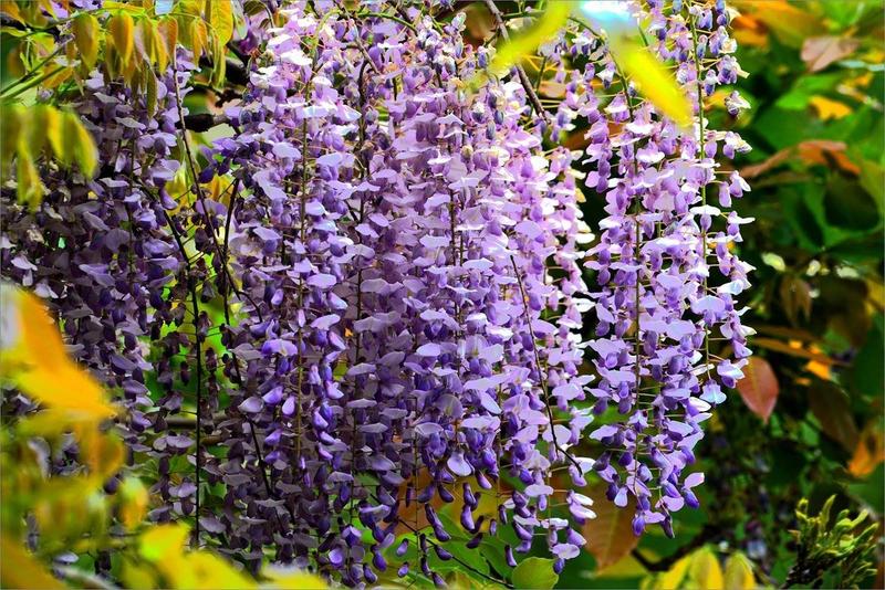 紫藤种子多年生爬藤植物垂吊紫藤公园庭院走廊攀爬种子