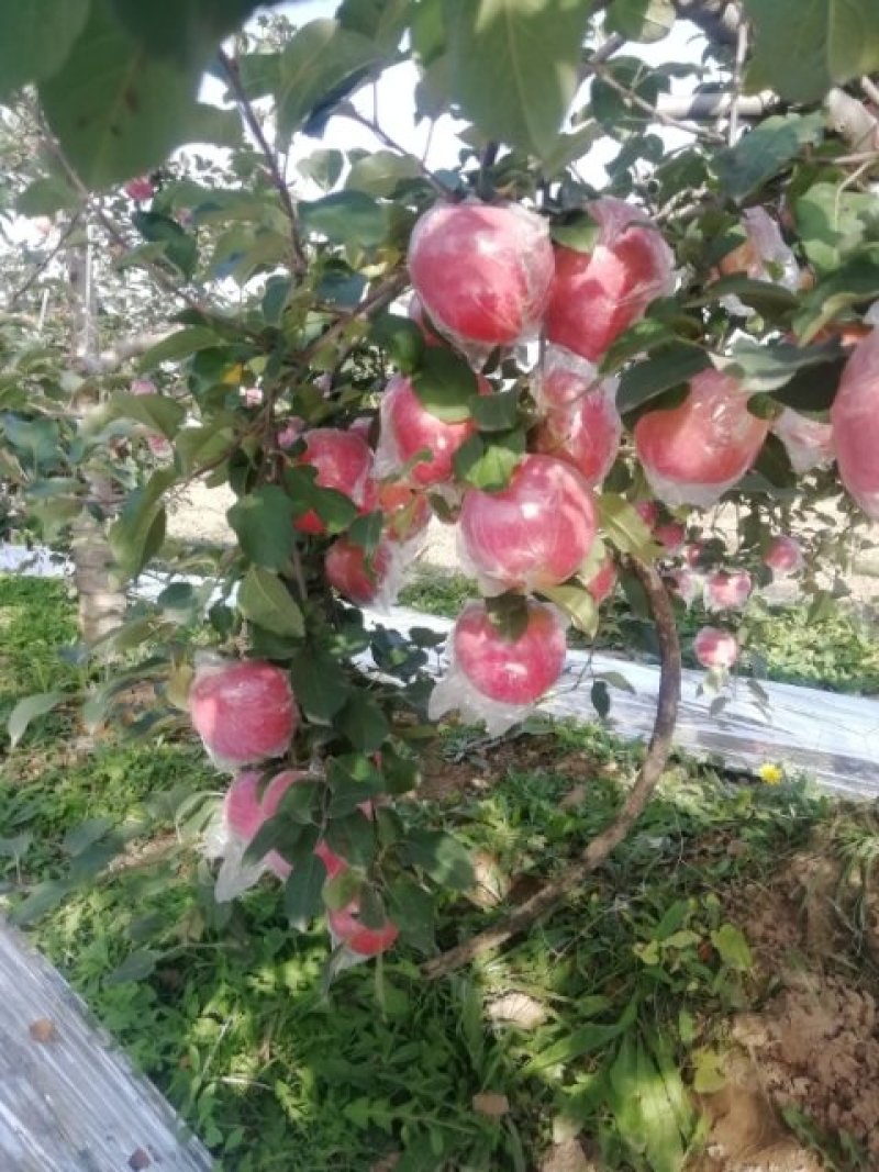 陕西冰糖心红富士苹果批发，纸加膜红富士苹果产地价格