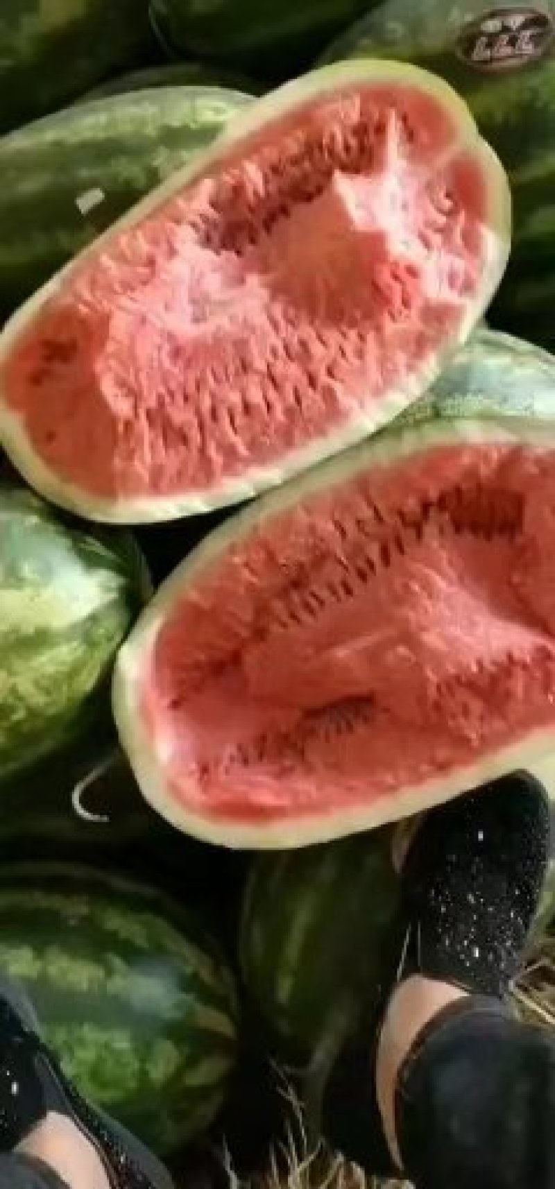 缅甸西瓜