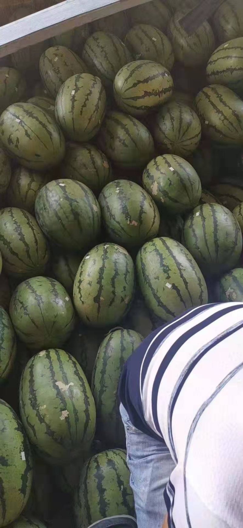 缅甸西瓜