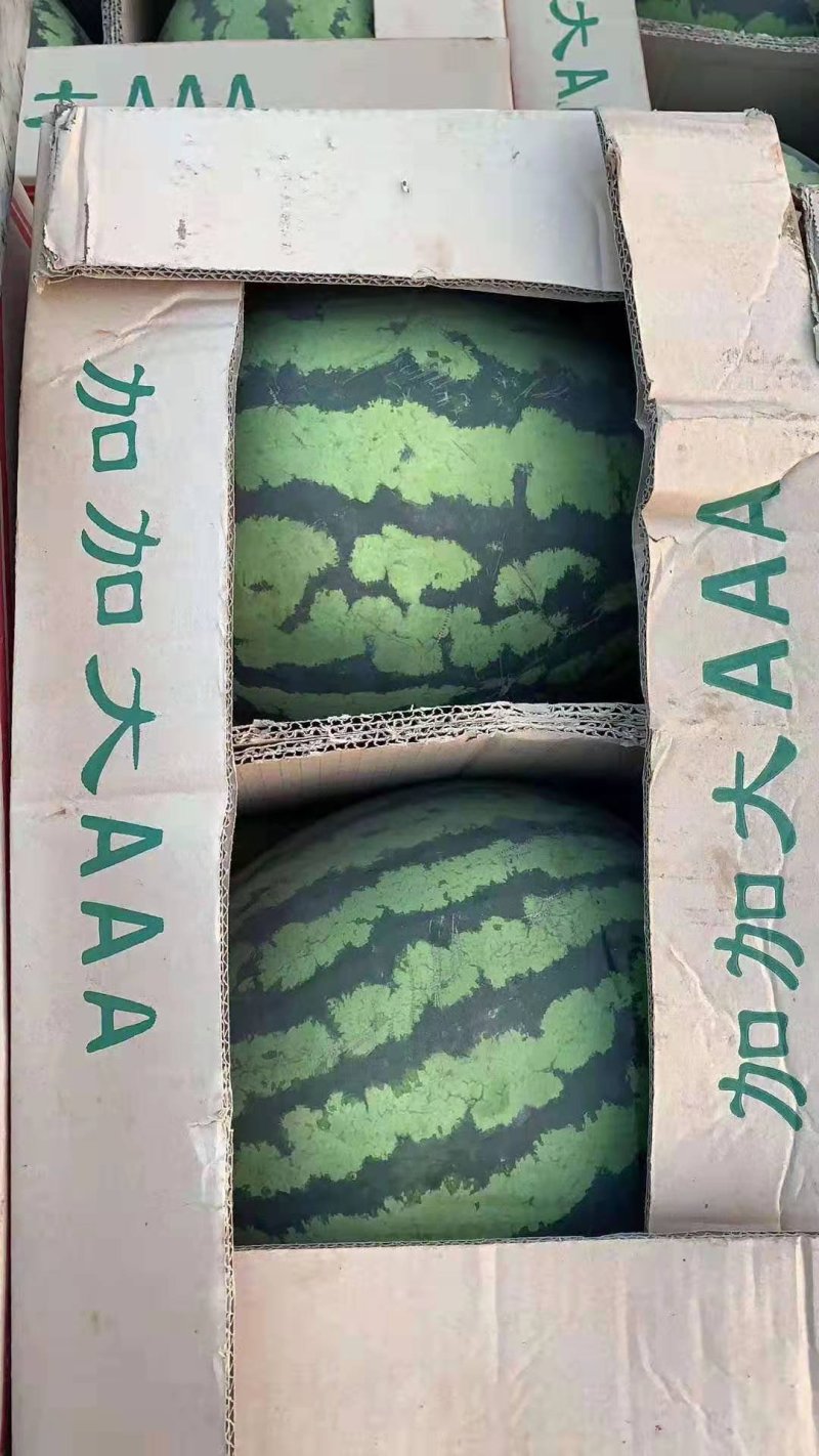 缅甸西瓜