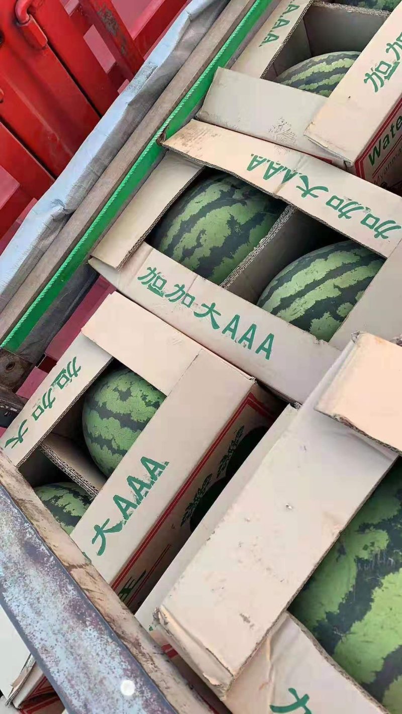 缅甸西瓜