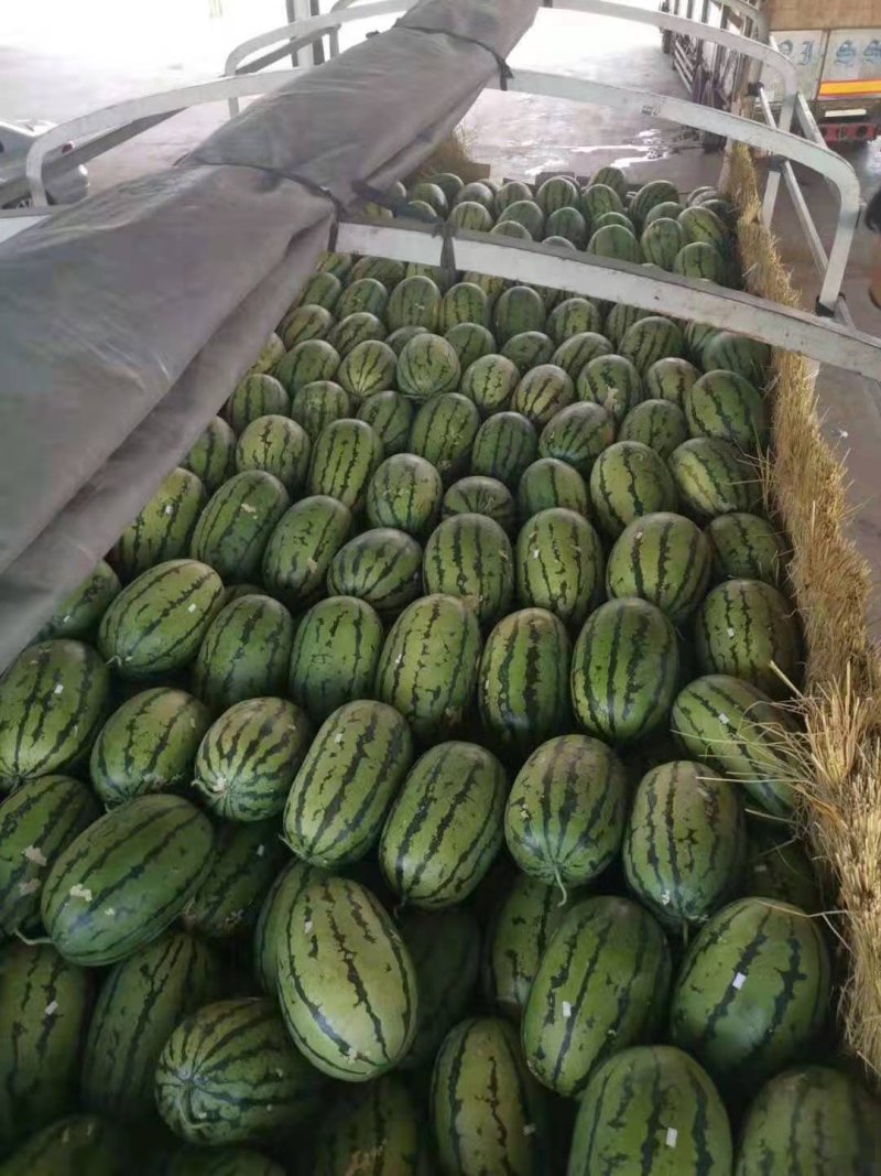 缅甸西瓜