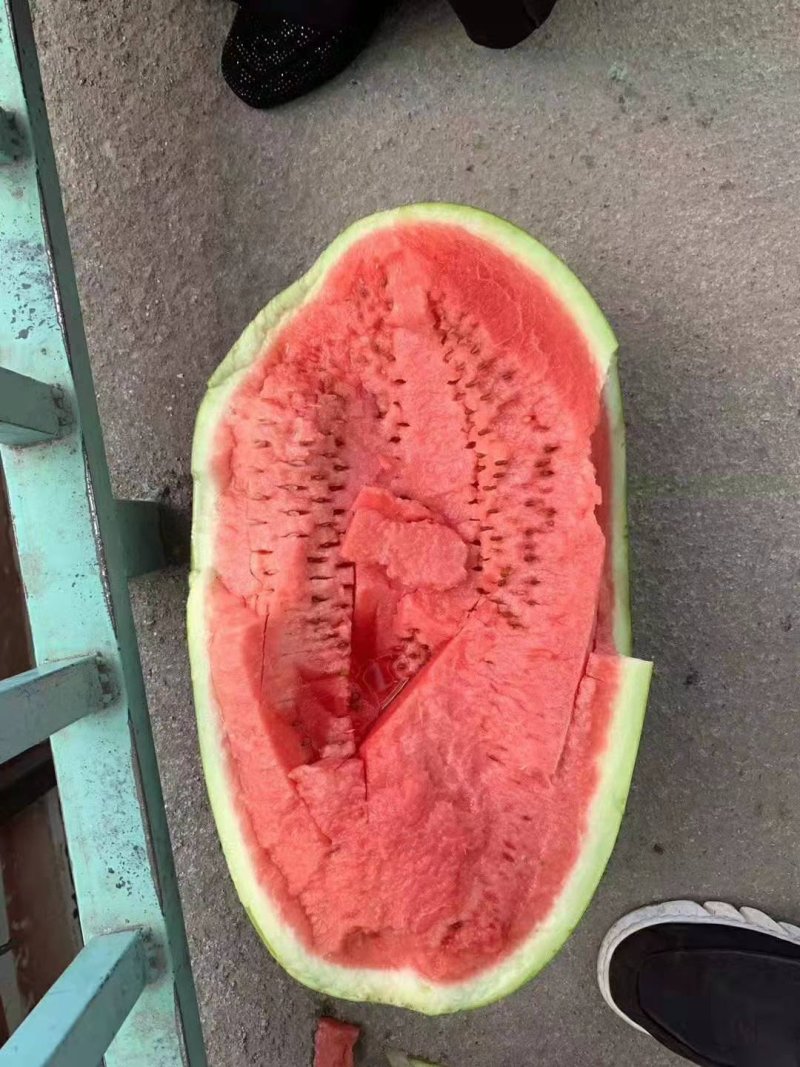 缅甸西瓜
