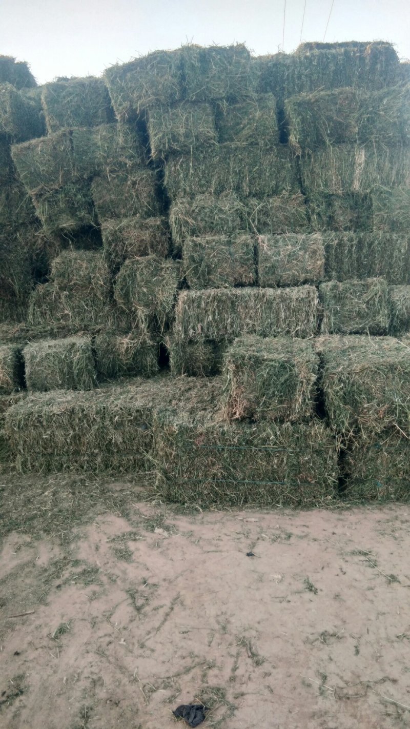 苜蓿草批发苜蓿草甘肃玉门紫花苜蓿草瓜州苜蓿草出售全国