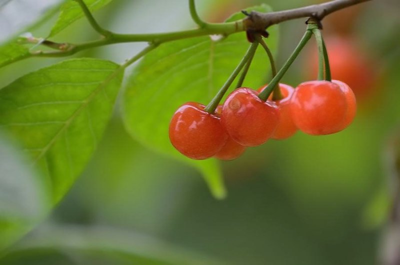 樱桃籽种易种易活嫁接樱桃树种山樱桃大樱桃种子