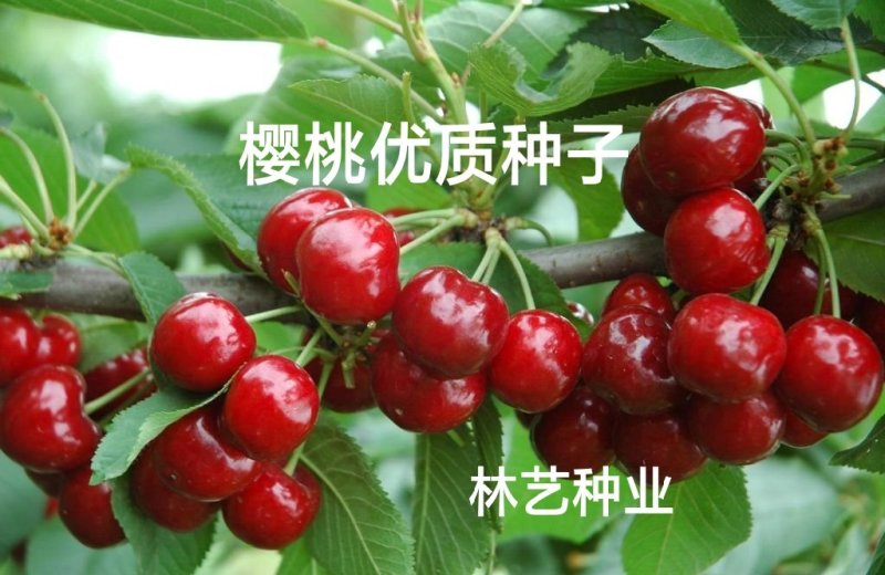 樱桃籽种易种易活嫁接樱桃树种山樱桃大樱桃种子
