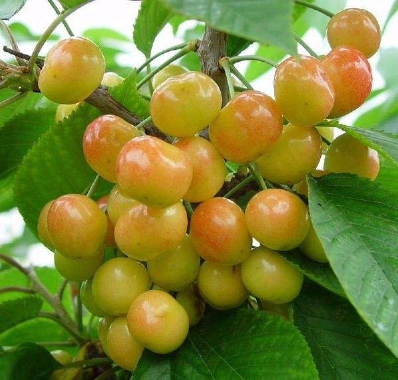 樱桃籽种易种易活嫁接樱桃树种山樱桃大樱桃种子