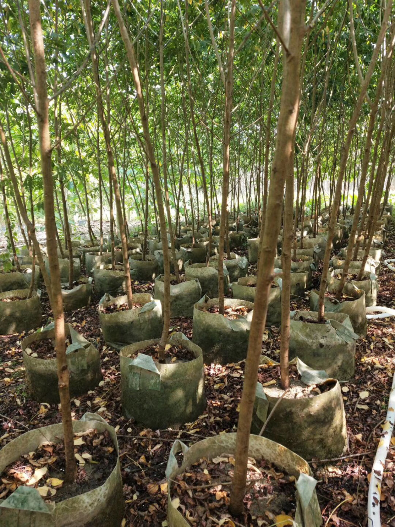 黄花槐