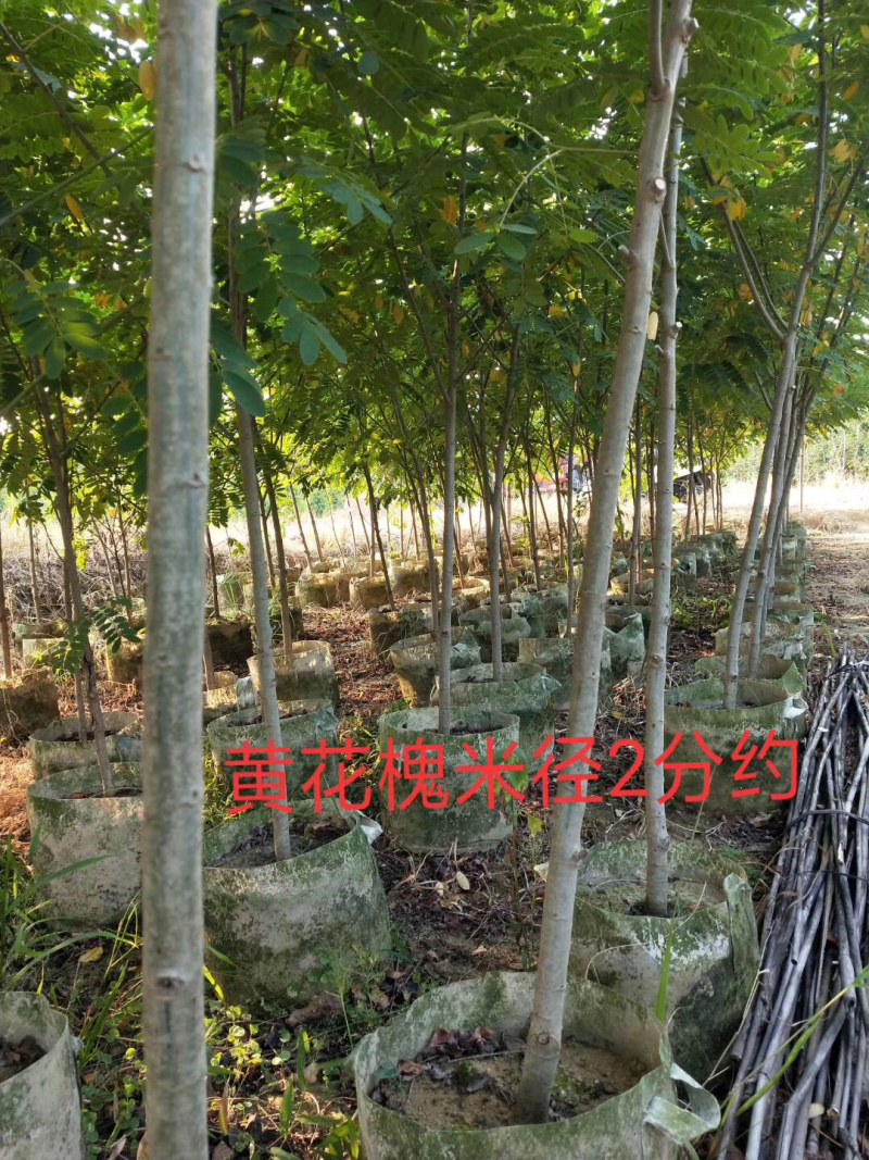 黄花槐