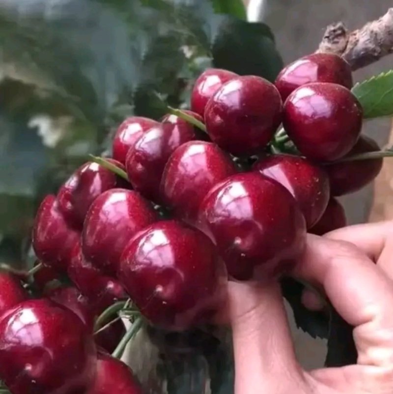 美早樱桃苗俄罗斯八号齐早沙王桑德拉玫瑰包成活