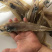 龙利鱼小鱼干鱼干