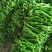 【推荐】螺丝椒皮薄硬度好亮度高口感辣品种齐全