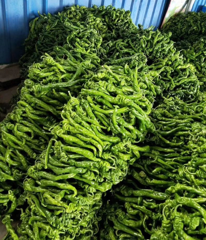 【推荐】螺丝椒皮薄硬度好亮度高口感辣品种齐全