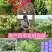 高产《四季金银花苗》包成活包纯度全技术指导、签回收合同