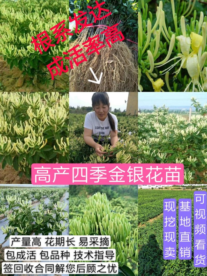 高产《四季金银花苗》包成活包纯度全技术指导、签回收合同