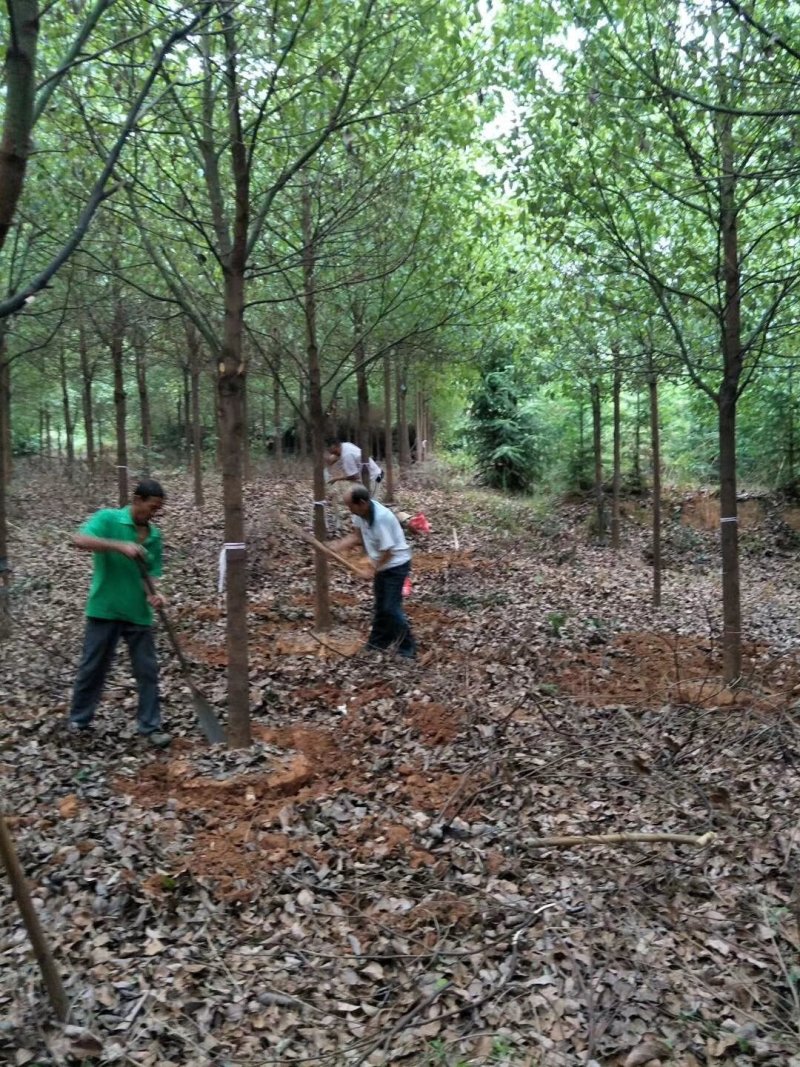 小叶香樟树，10一20公分，黑土田苗，大量出售