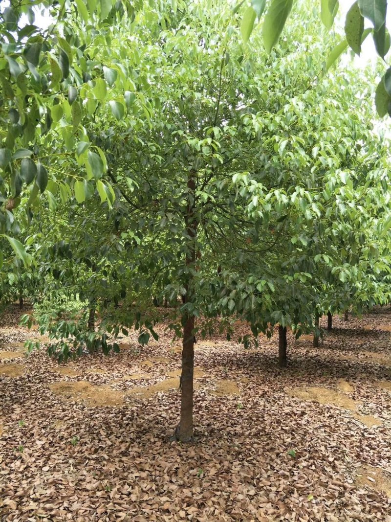 小叶香樟树，10一20公分，黑土田苗，大量出售