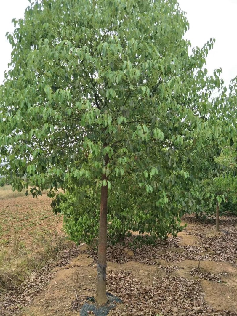 小叶香樟树，10一20公分，黑土田苗，大量出售