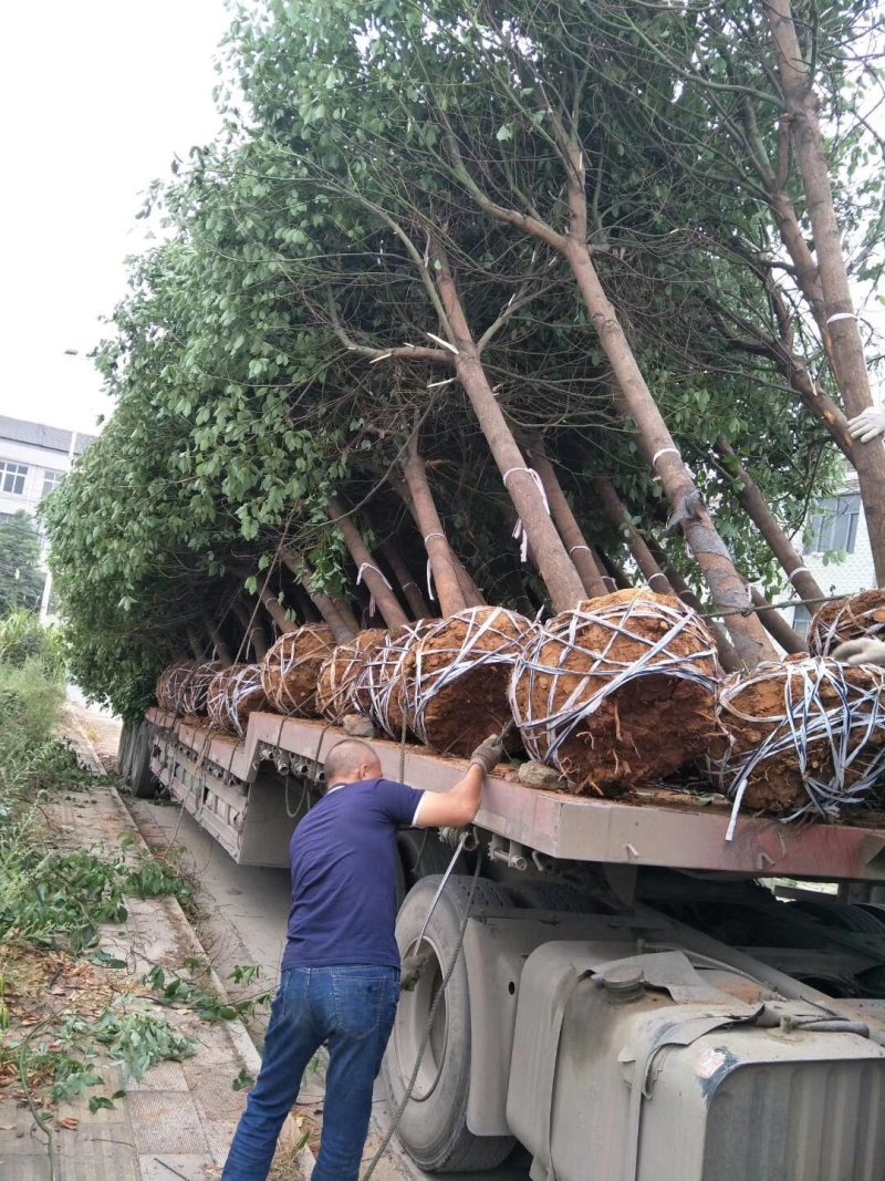 小叶香樟树，10一20公分，黑土田苗，大量出售