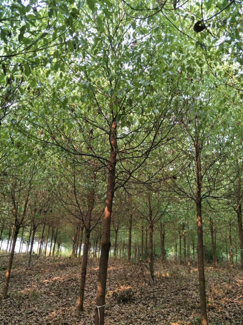 小叶香樟树，10一20公分，黑土田苗，大量出售