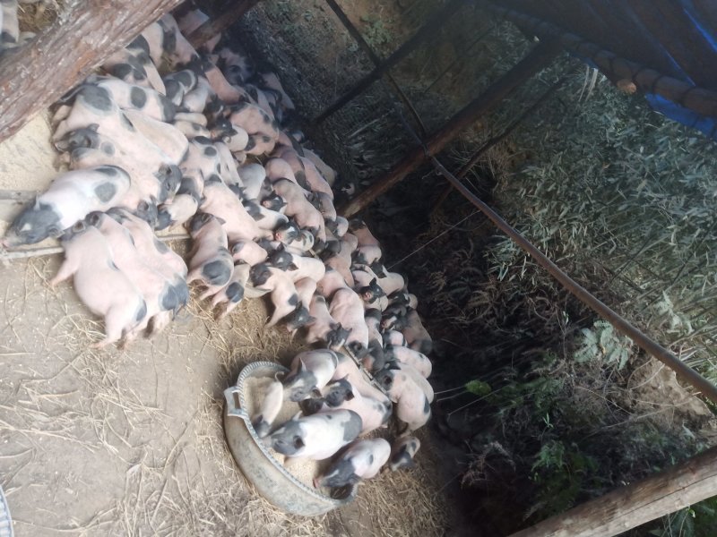 巴马香猪