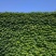 爬山虎籽种长青爬藤植物四季常青三叶五叶爬山虎种子
