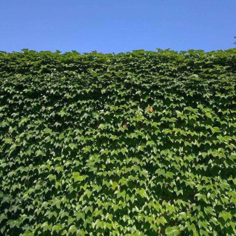 爬山虎籽种长青爬藤植物四季常青三叶五叶爬山虎种子