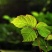 爬山虎籽种长青爬藤植物四季常青三叶五叶爬山虎种子
