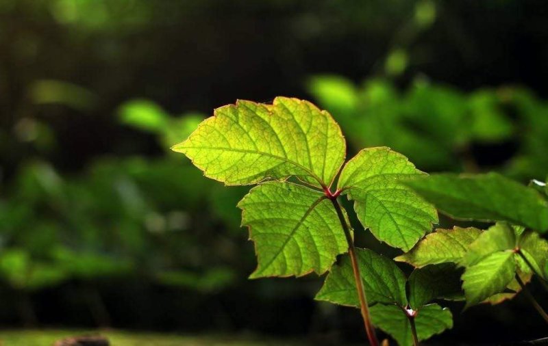 爬山虎籽种长青爬藤植物四季常青三叶五叶爬山虎种子