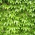 爬山虎籽种长青爬藤植物四季常青三叶五叶爬山虎种子