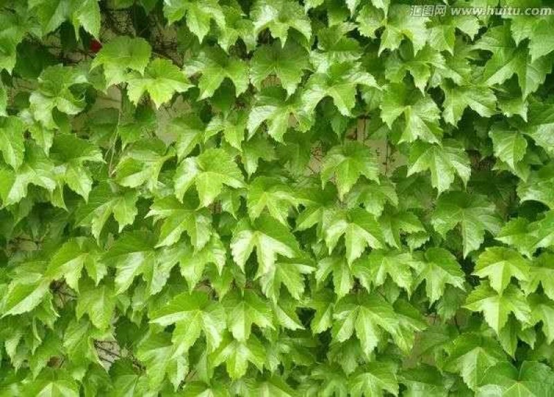 爬山虎籽种长青爬藤植物四季常青三叶五叶爬山虎种子