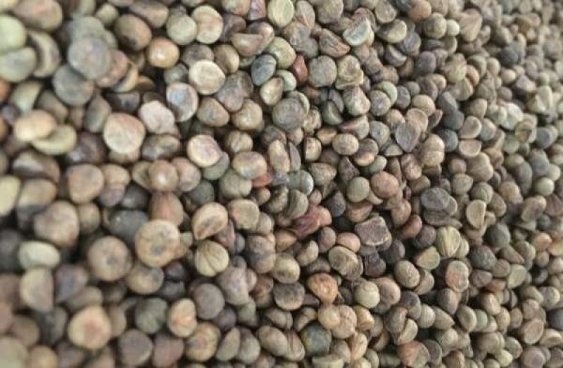 爬山虎籽种长青爬藤植物四季常青三叶五叶爬山虎种子