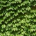 爬山虎籽种长青爬藤植物四季常青三叶五叶爬山虎种子
