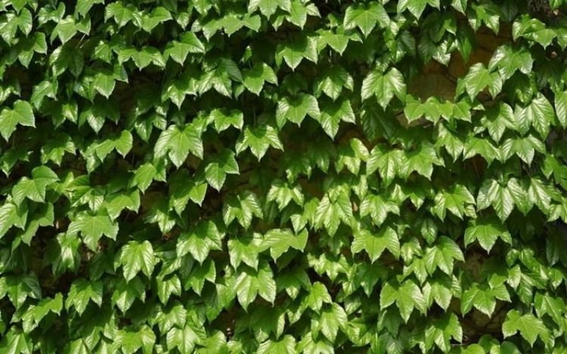 爬山虎籽种长青爬藤植物四季常青三叶五叶爬山虎种子