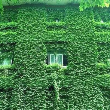 爬山虎籽种长青爬藤植物四季常青三叶五叶爬山虎种子