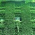 爬山虎籽种长青爬藤植物四季常青三叶五叶爬山虎种子