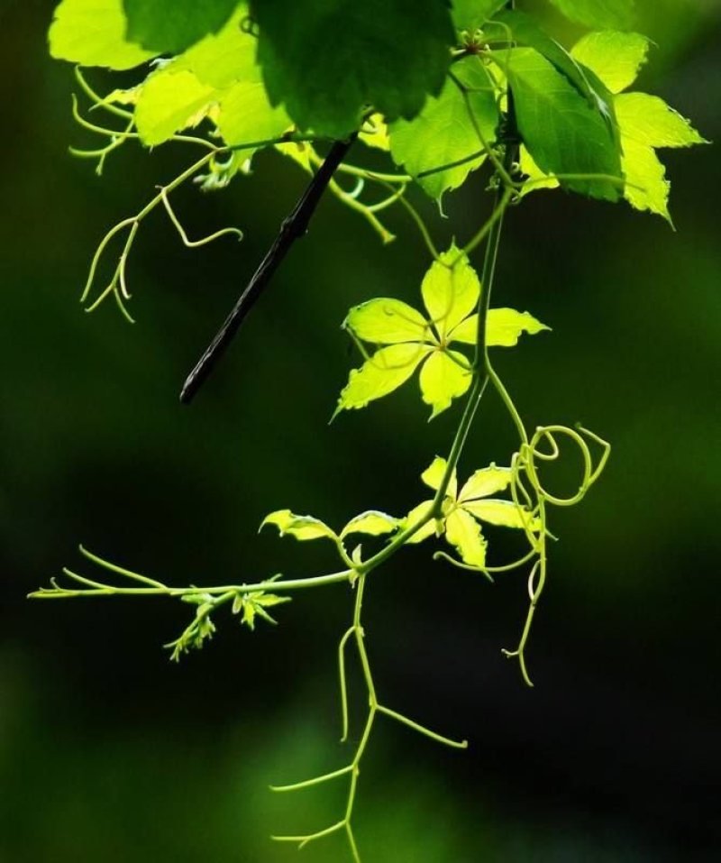 爬山虎籽种长青爬藤植物四季常青三叶五叶爬山虎种子